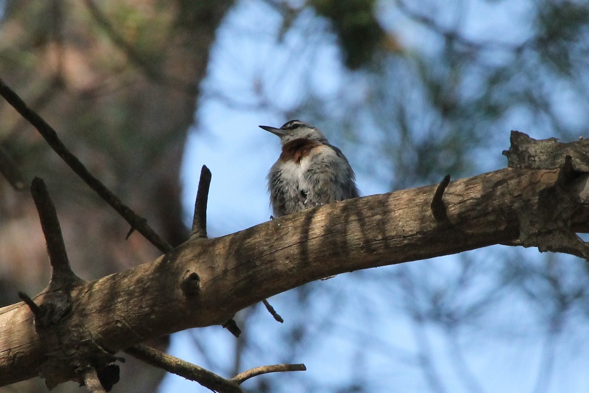 Krüper's Nuthatch - ML42474321