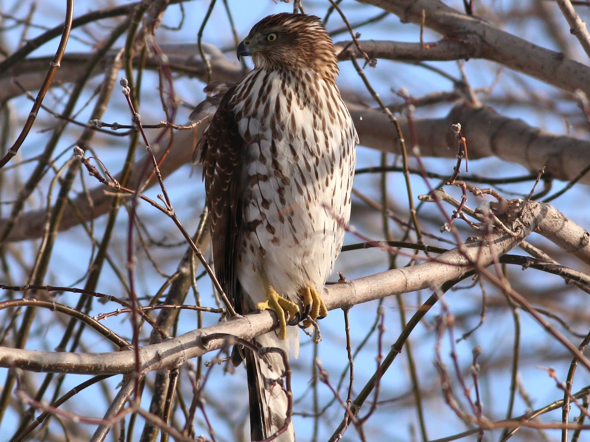 Cooper's Hawk - ML42474351