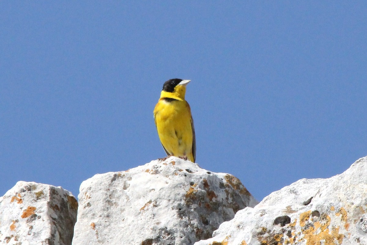 Black-headed Bunting - ML42474371