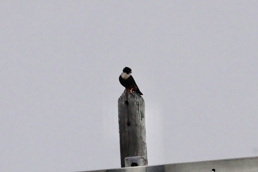 Bat Falcon - ML424743931