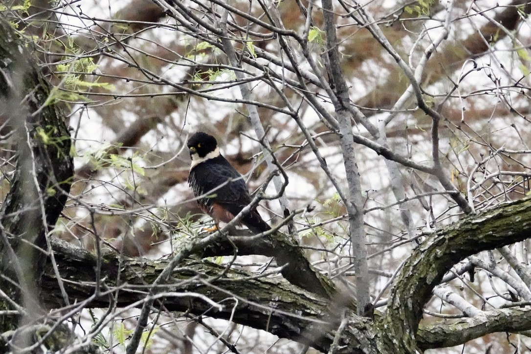 Bat Falcon - ML424744071