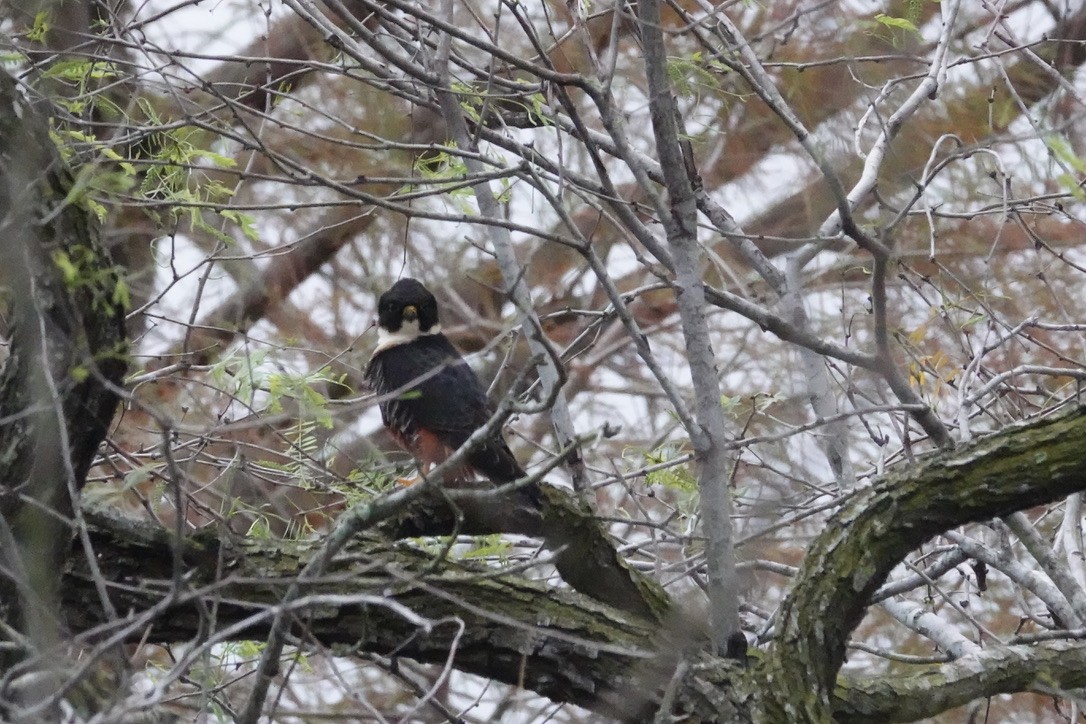 Bat Falcon - ML424744091