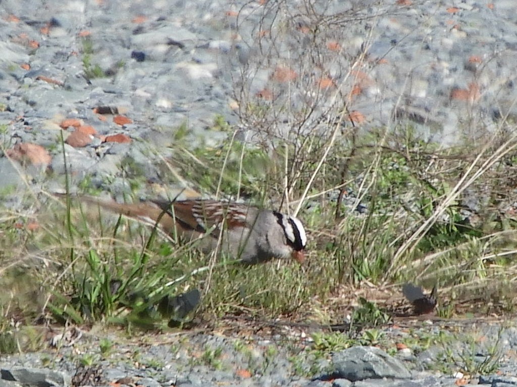 White-crowned Sparrow - ML424744181