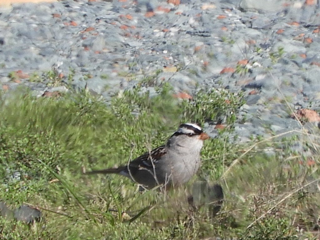 White-crowned Sparrow - ML424744271