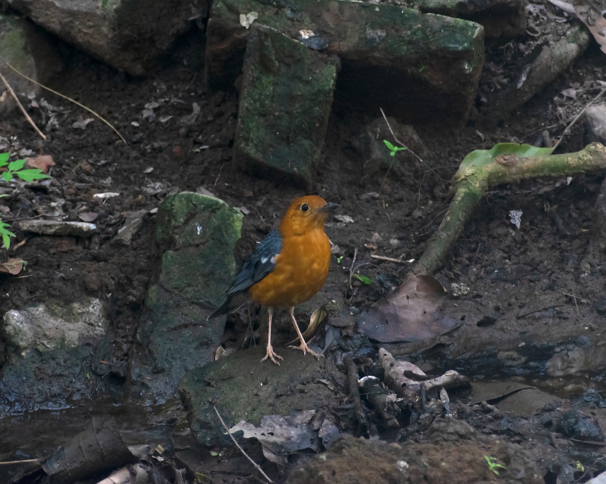 Orange-headed Thrush - ML424745181