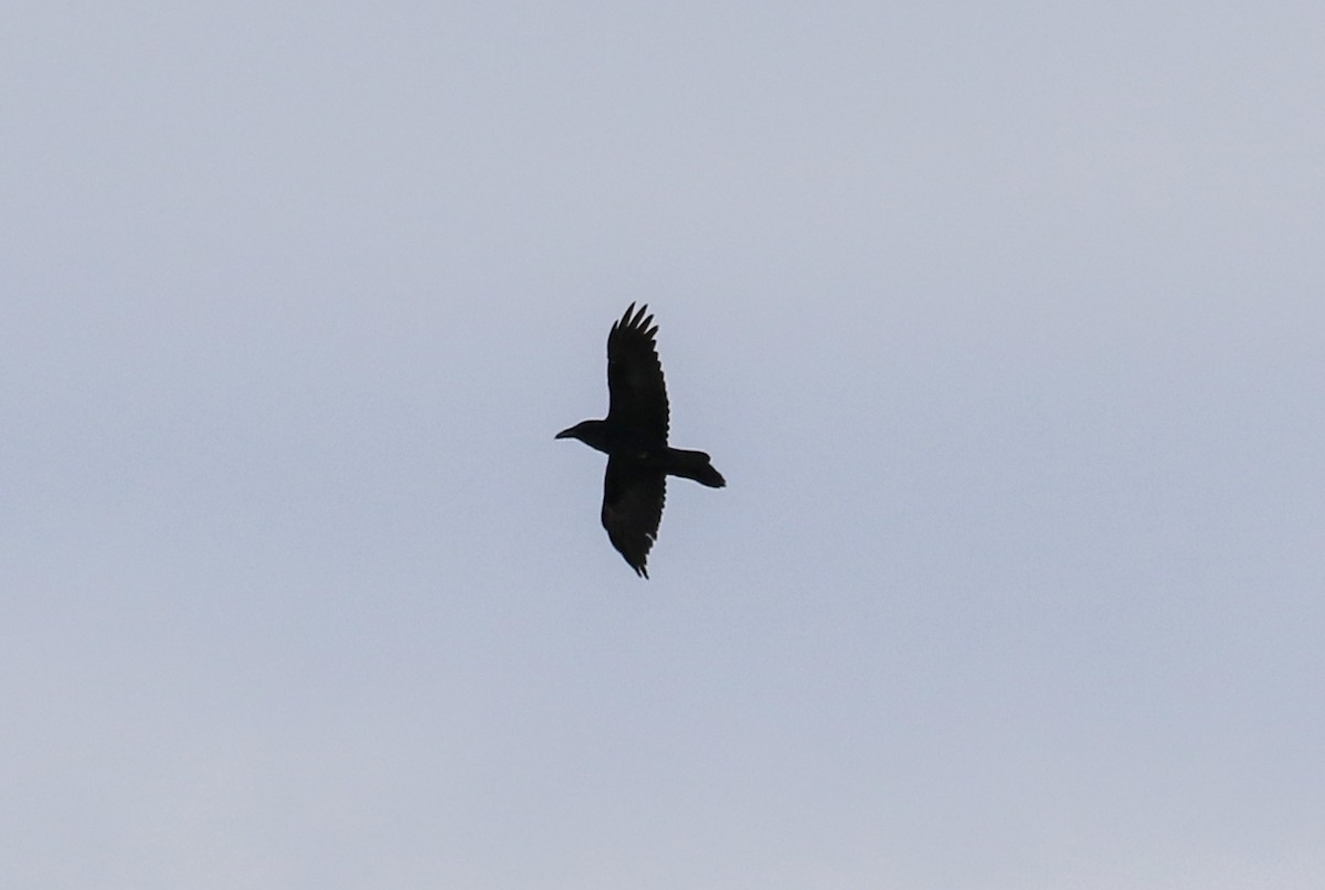 Common Raven - ML424746991