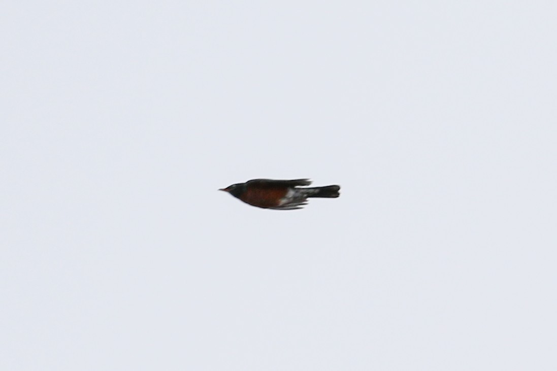 American Robin - ML424747021