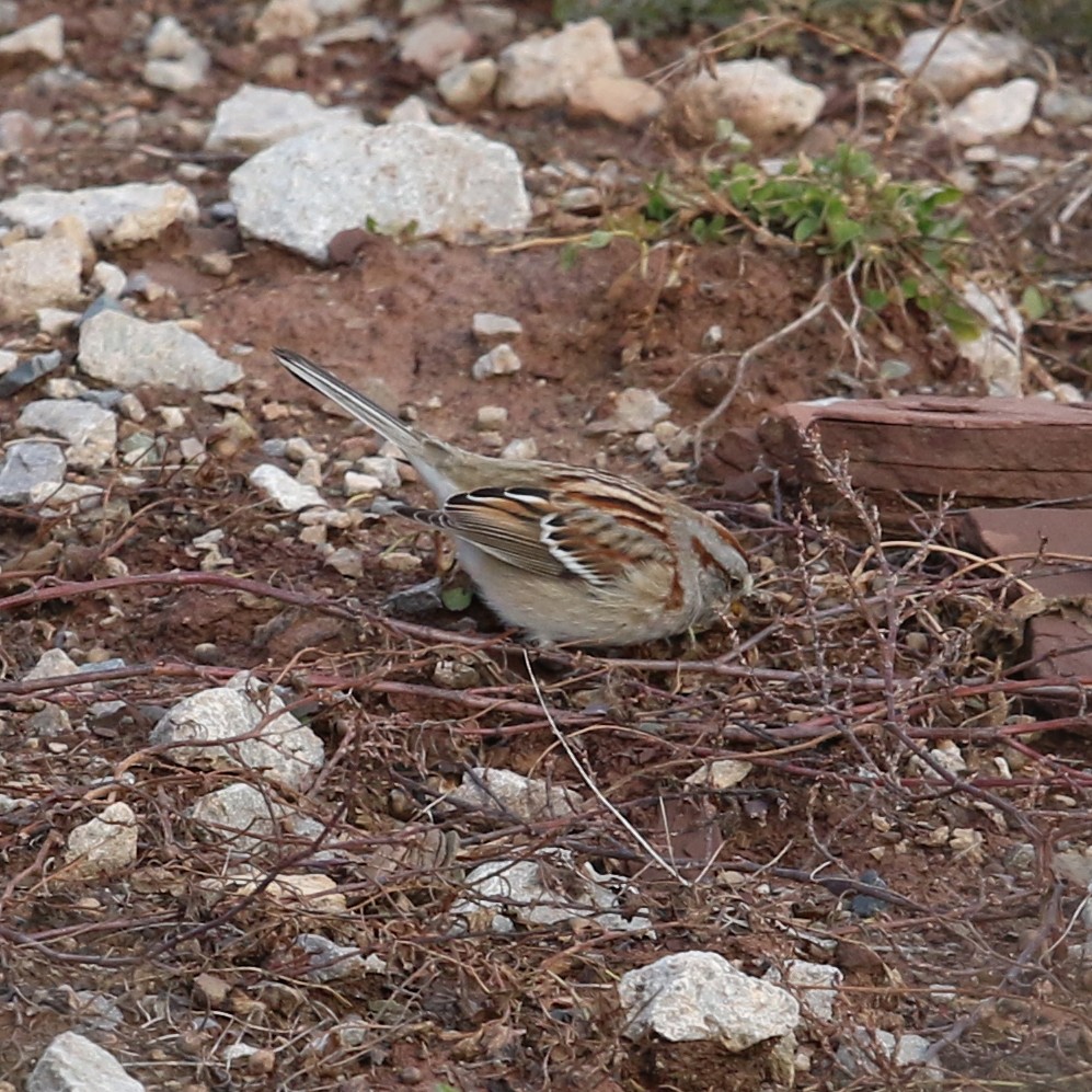 American Tree Sparrow - Myriam Berube