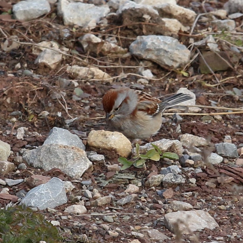 American Tree Sparrow - ML424747081