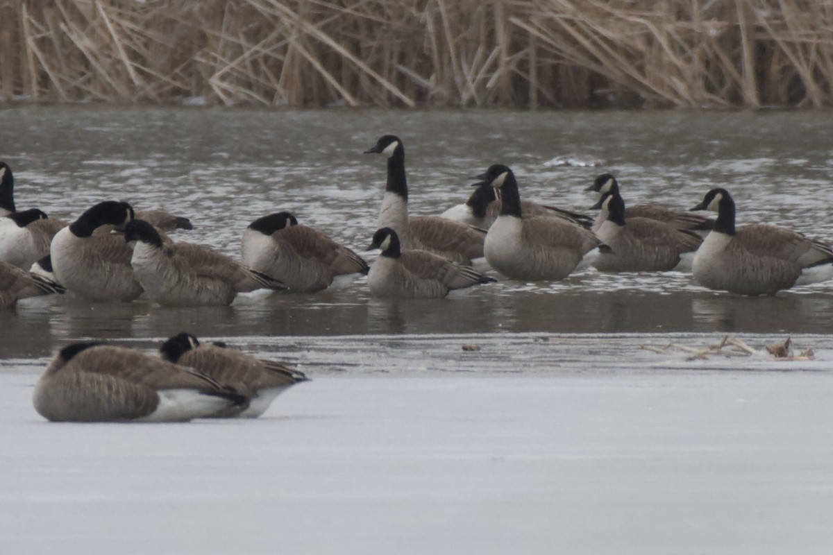 Cackling Goose - ML424747381