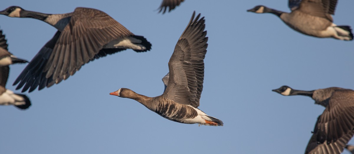Greater White-fronted Goose - Joel Strong