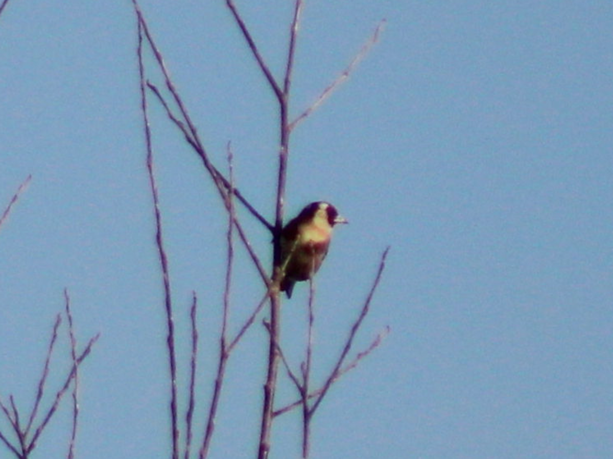 European Goldfinch - Arthur Six- -Mommeja