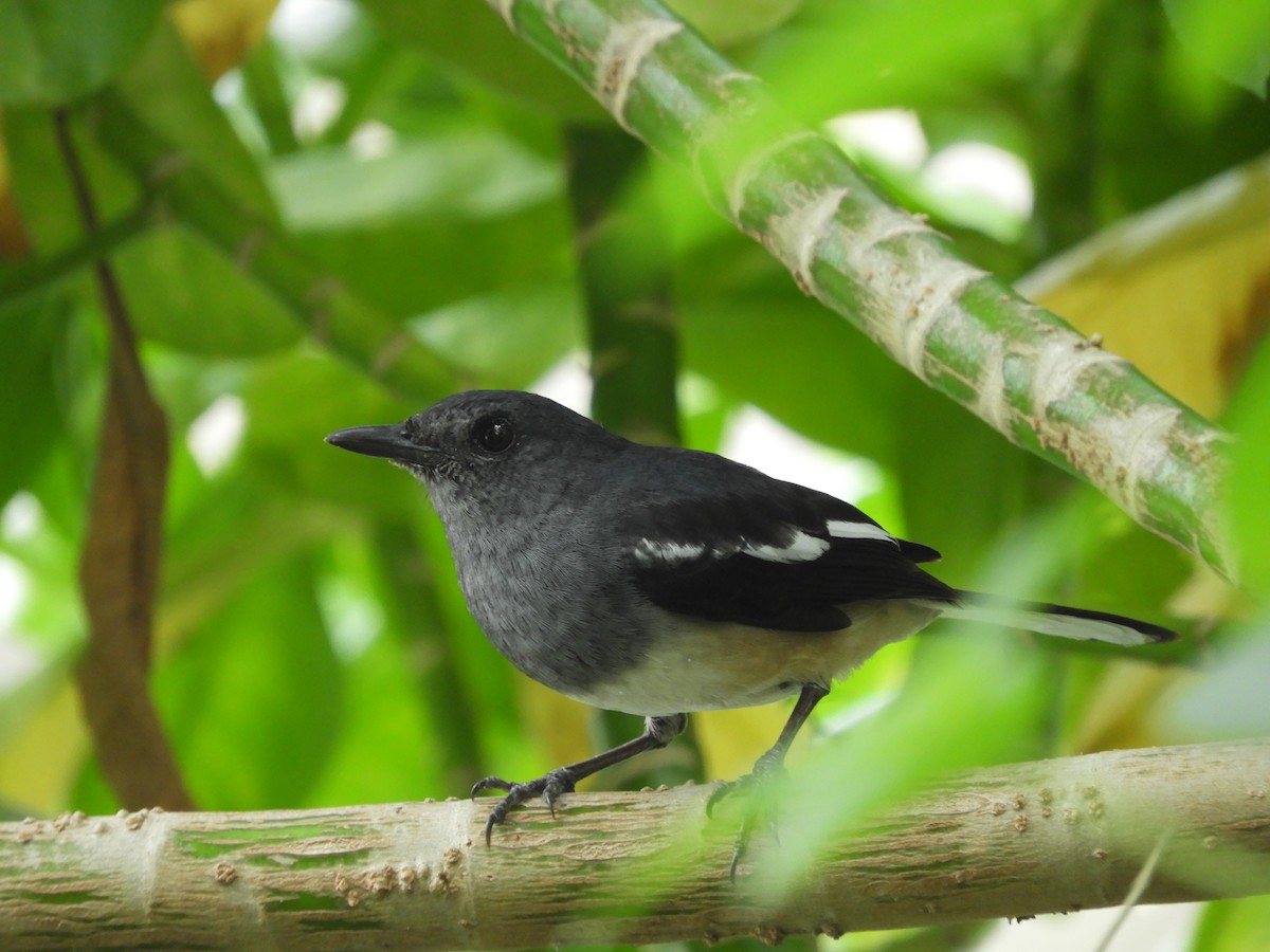 Oriental Magpie-Robin - ML424748771