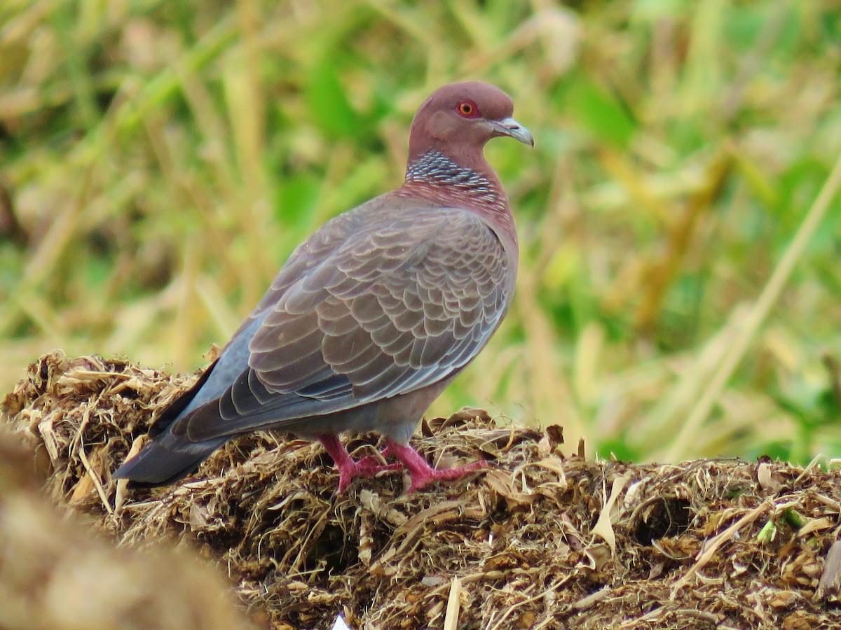 Picazuro Pigeon - ML42474921