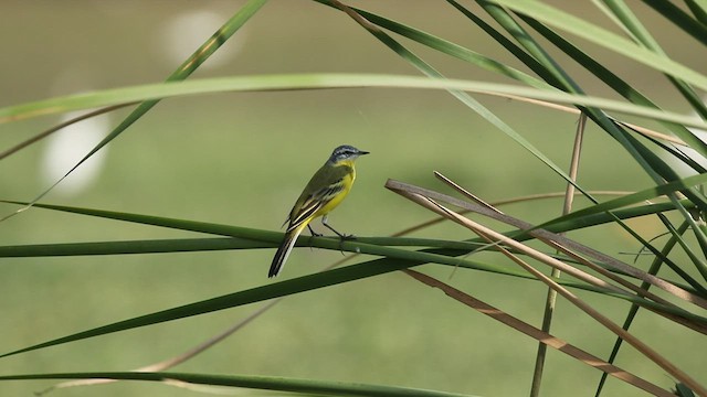 Western Yellow Wagtail (beema) - ML424749711