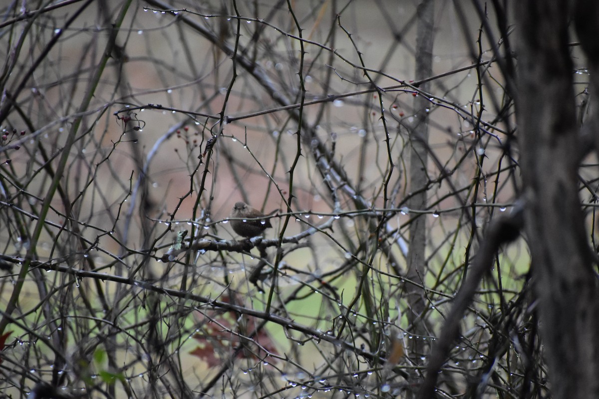 Winter Wren - ML424750041