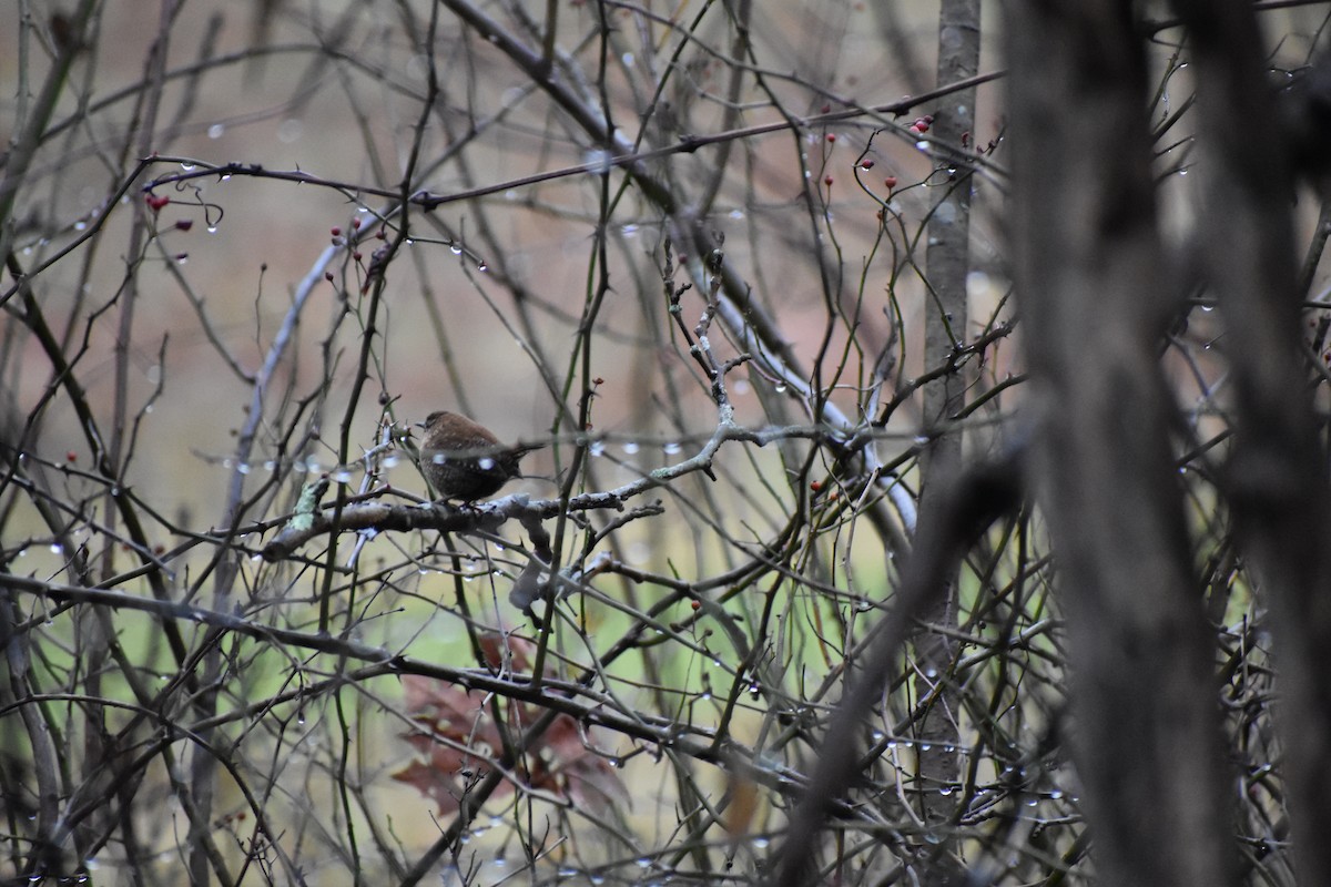 Winter Wren - ML424750071