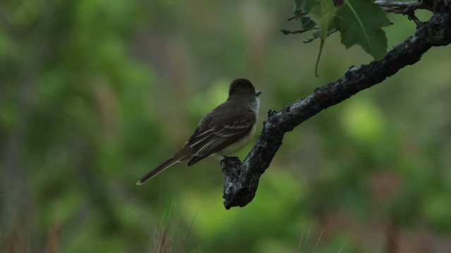 Brown-crested Flycatcher - ML424750901