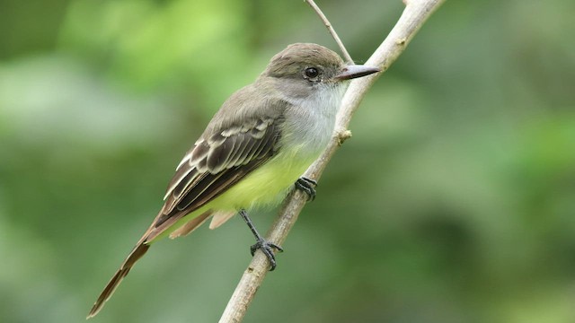 Brown-crested Flycatcher - ML424751331