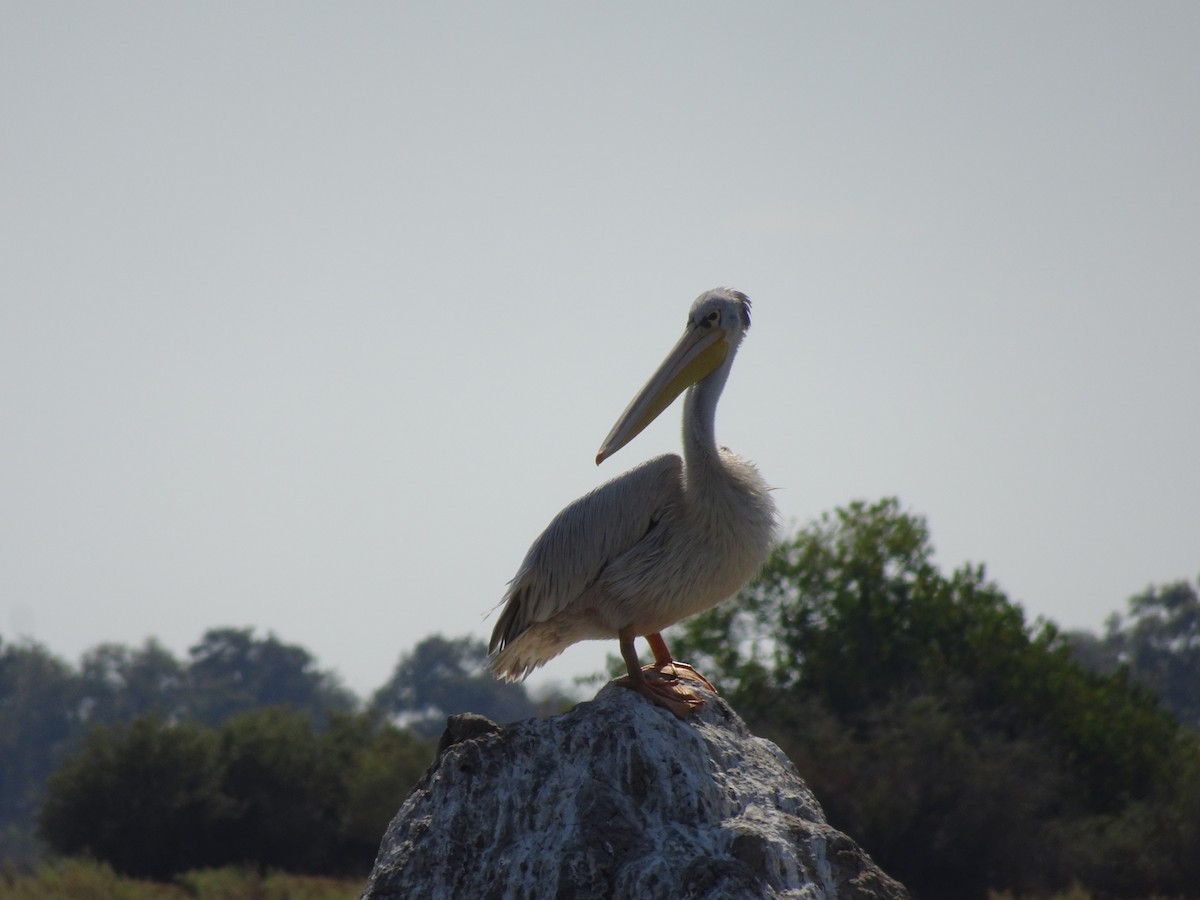 Pink-backed Pelican - ML424752111