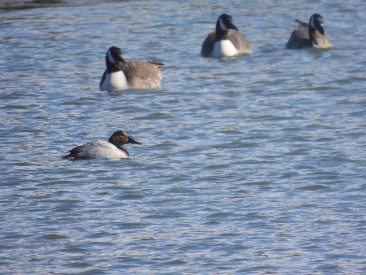 Canvasback - ML424753381