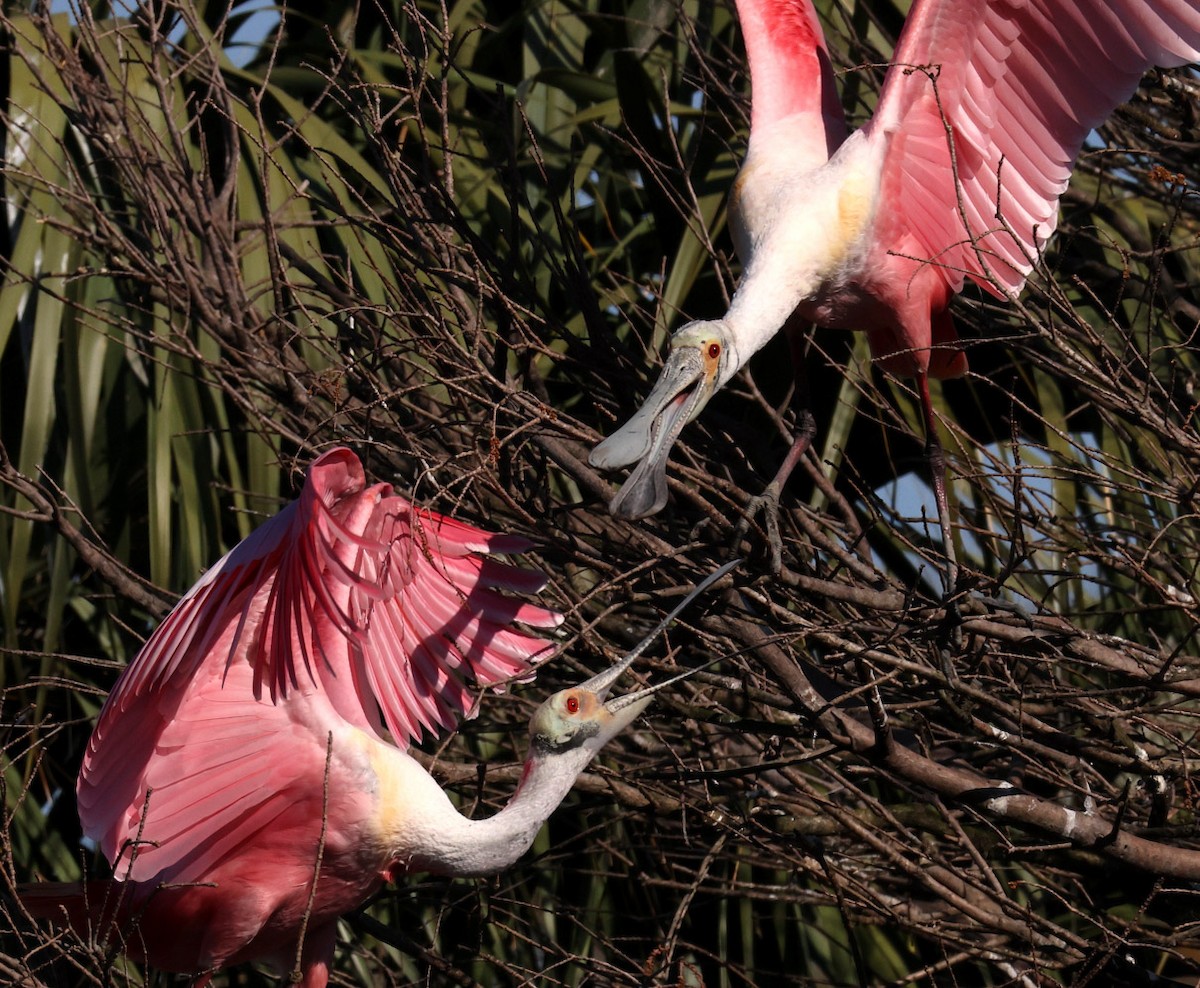Roseate Spoonbill - Hal and Kirsten Snyder