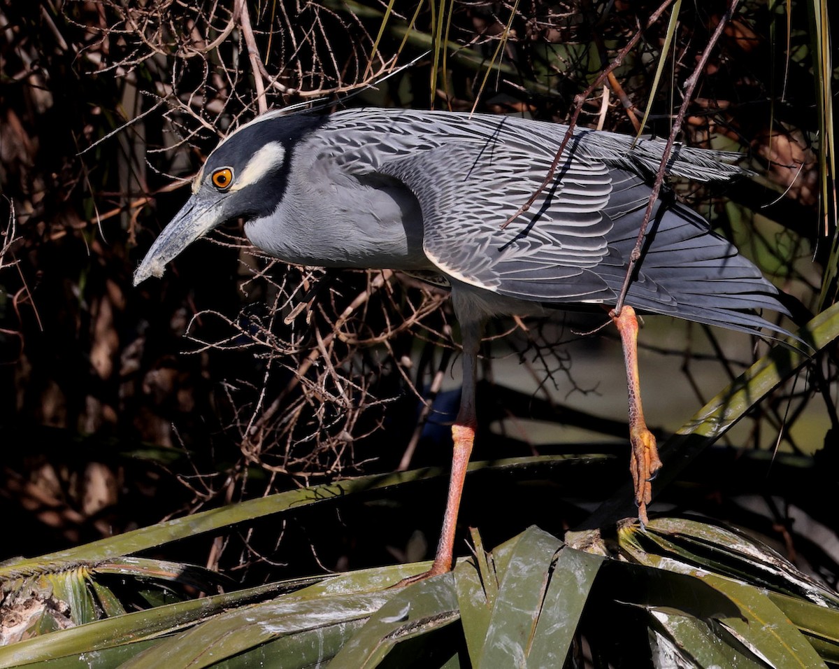Yellow-crowned Night Heron - Hal and Kirsten Snyder