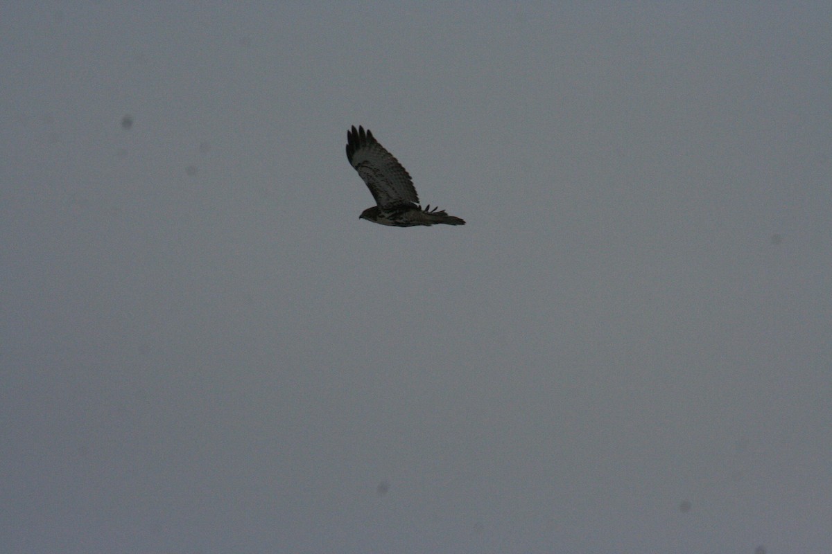 Red-tailed Hawk - Robert Anctil