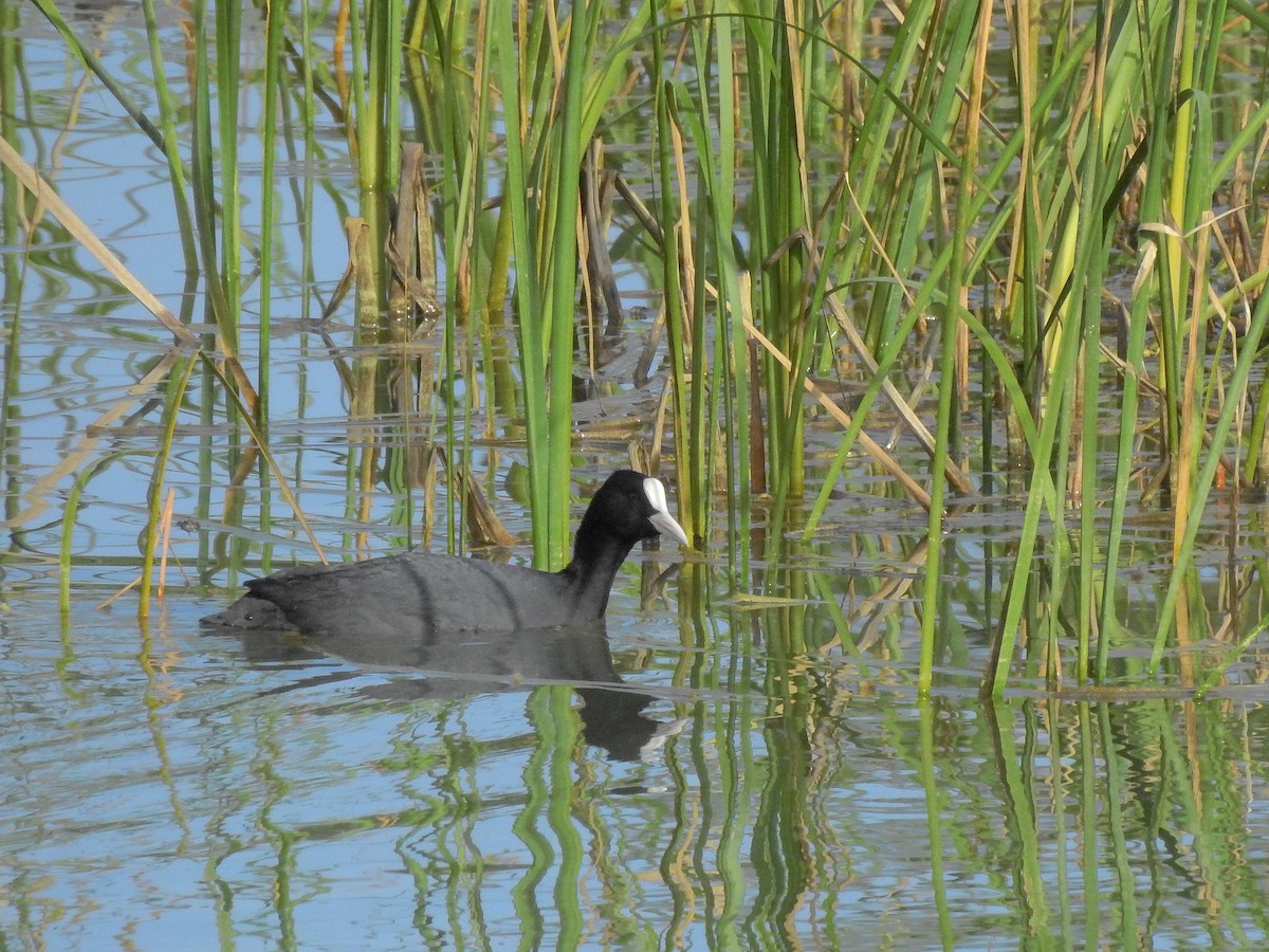 Eurasian Coot - ML424755421