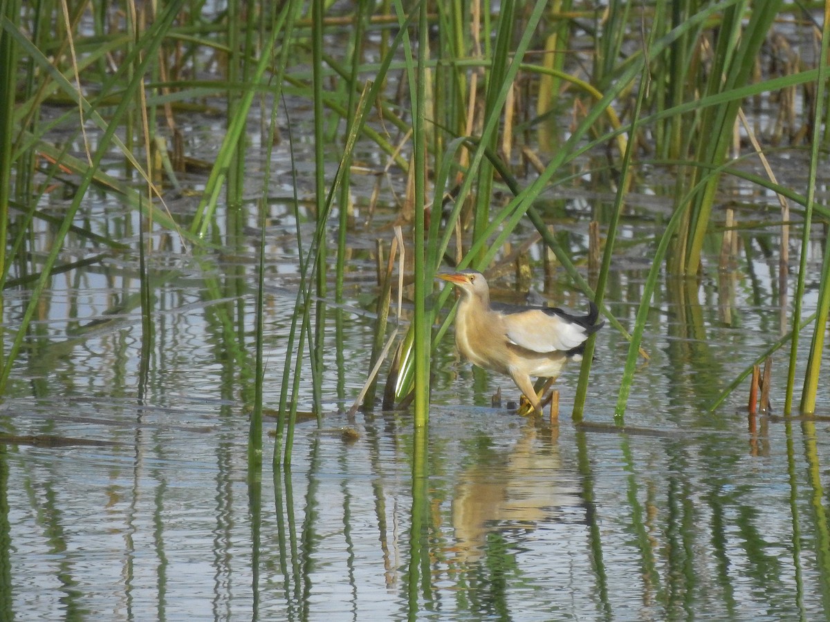 Little Bittern - ML424756261