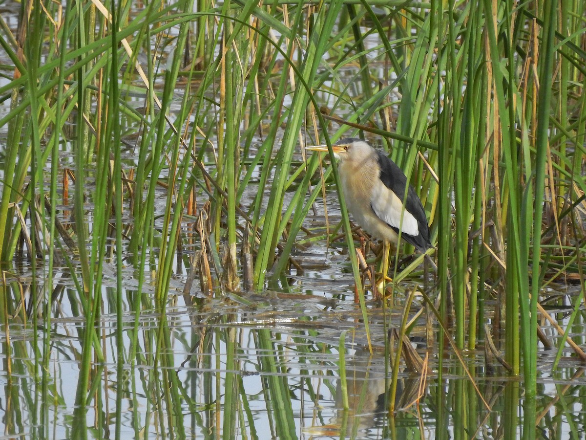 Little Bittern - ML424756301