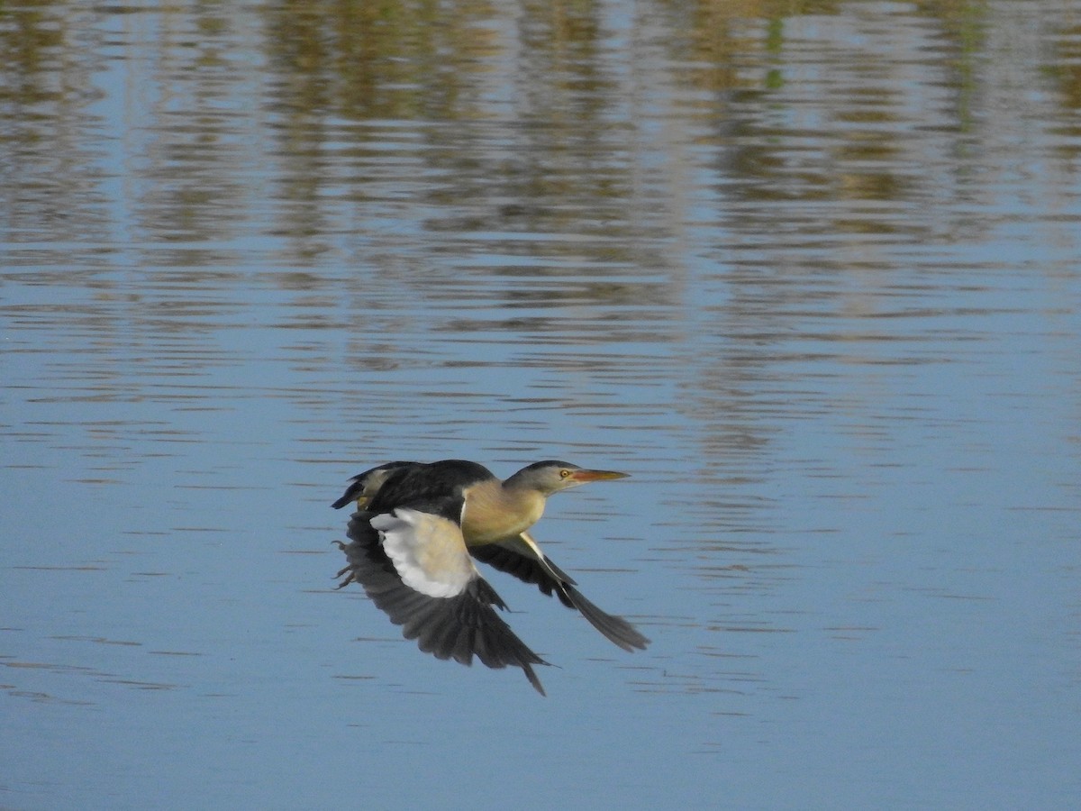 Little Bittern - ML424756511