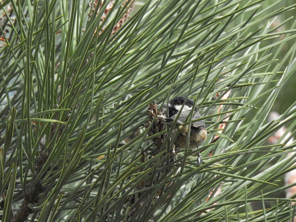 Coal Tit - ML424756621