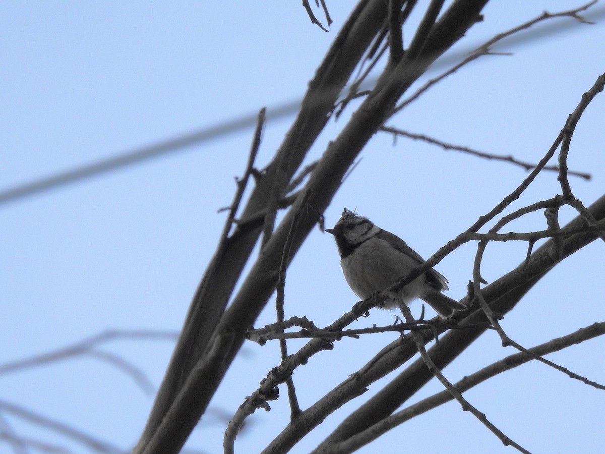Crested Tit - ML424756641