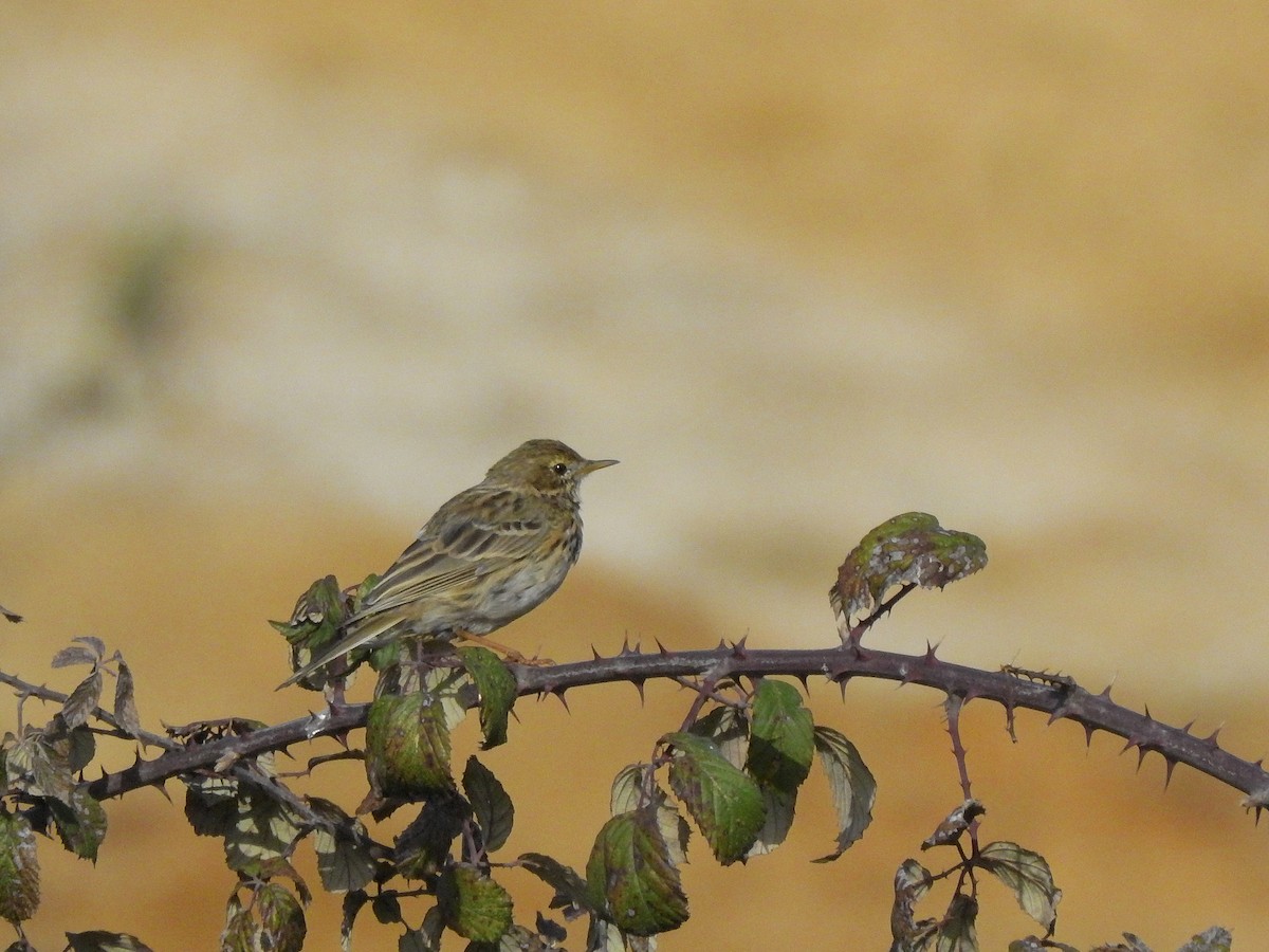 Meadow Pipit - ML424756721