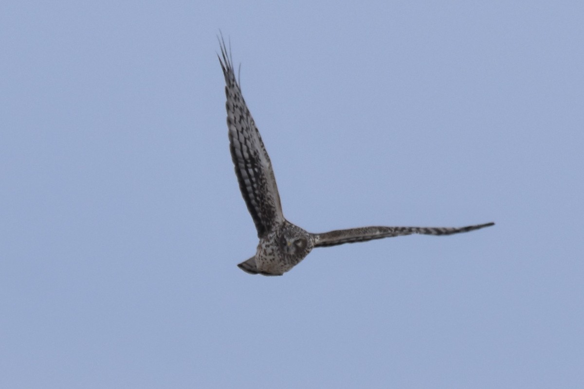 Northern Harrier - ML424756801