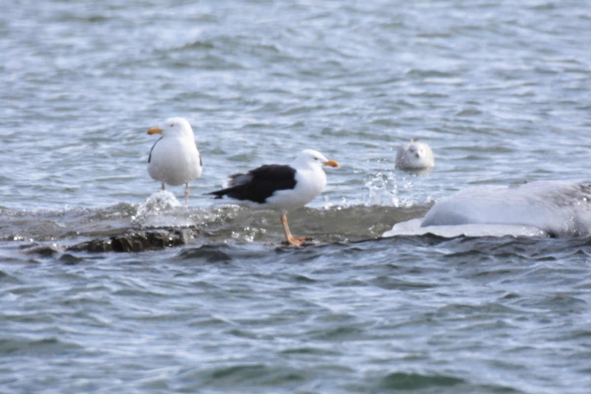 Great Black-backed Gull - ML424757751