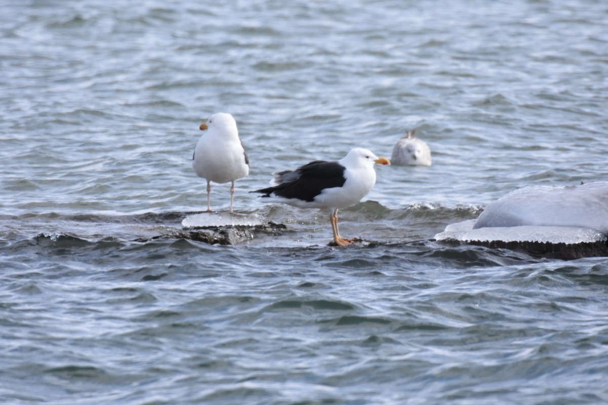 Great Black-backed Gull - ML424757771