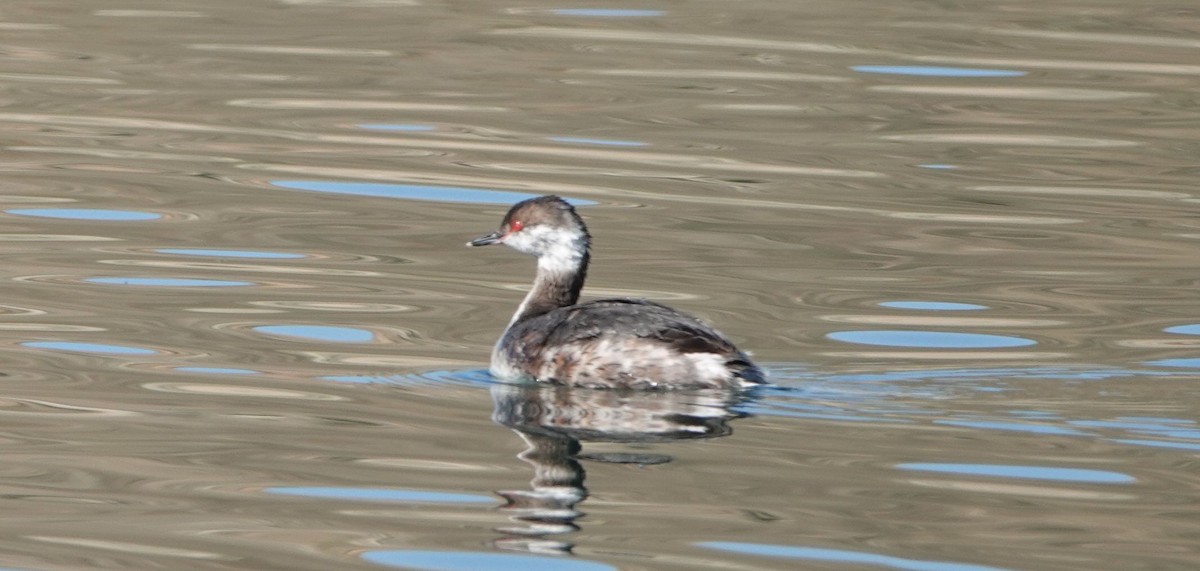 Horned Grebe - ML424758681