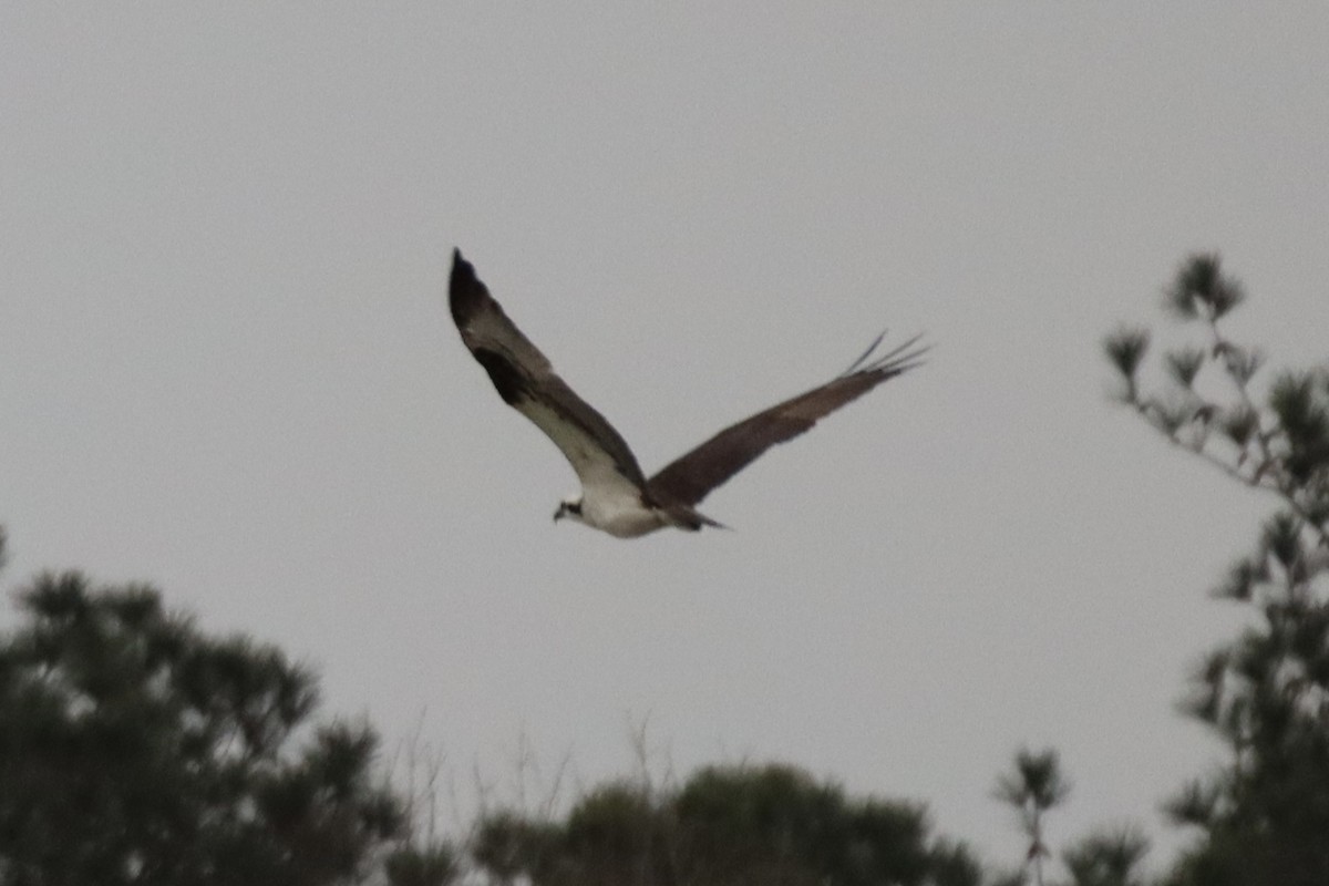 Osprey - ML424758691