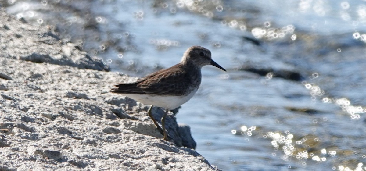 Least Sandpiper - ML424758721