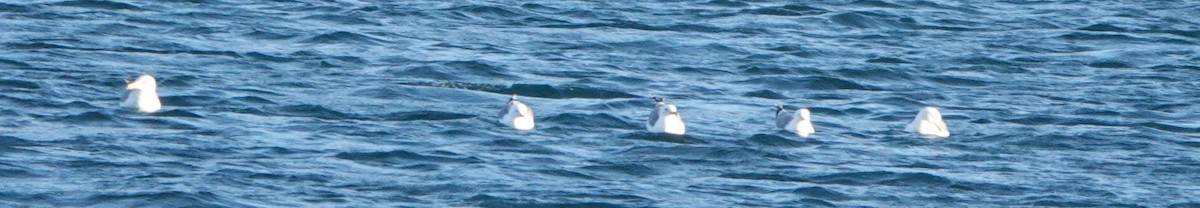 California Gull - Brad Rumble