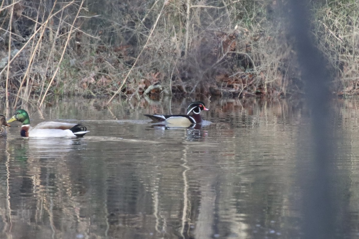 Wood Duck - ML424759041