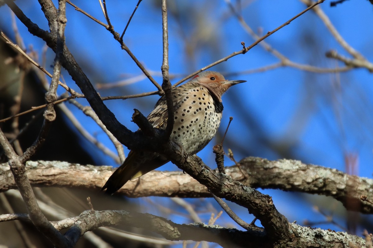Northern Flicker - ML424759111