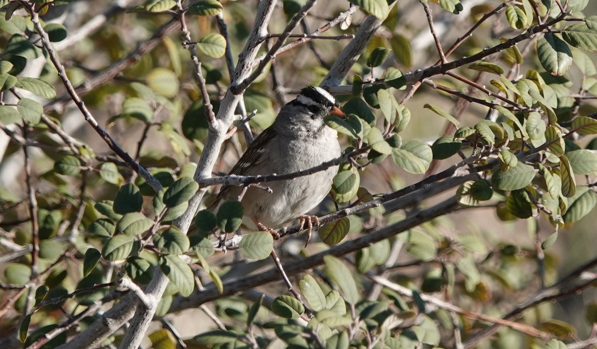 White-crowned Sparrow (Gambel's) - ML424759151