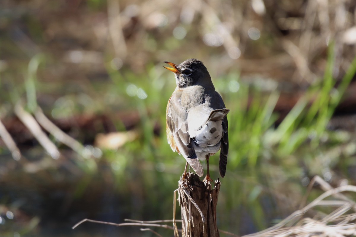 American Robin - ML424759251