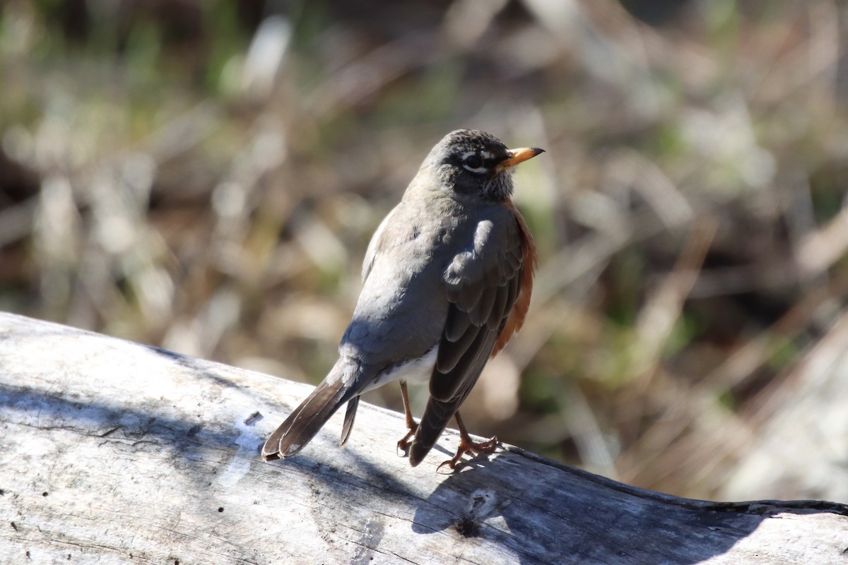 American Robin - ML424759301