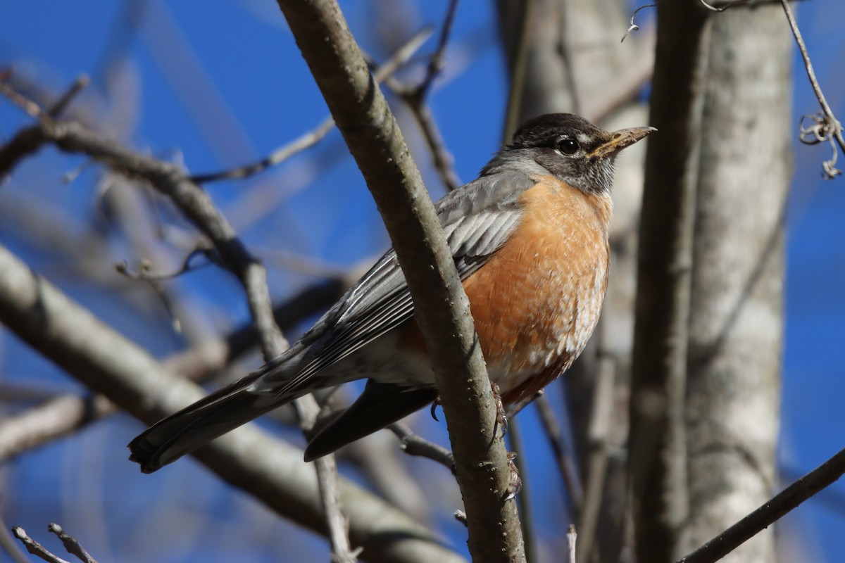 American Robin - ML424759311