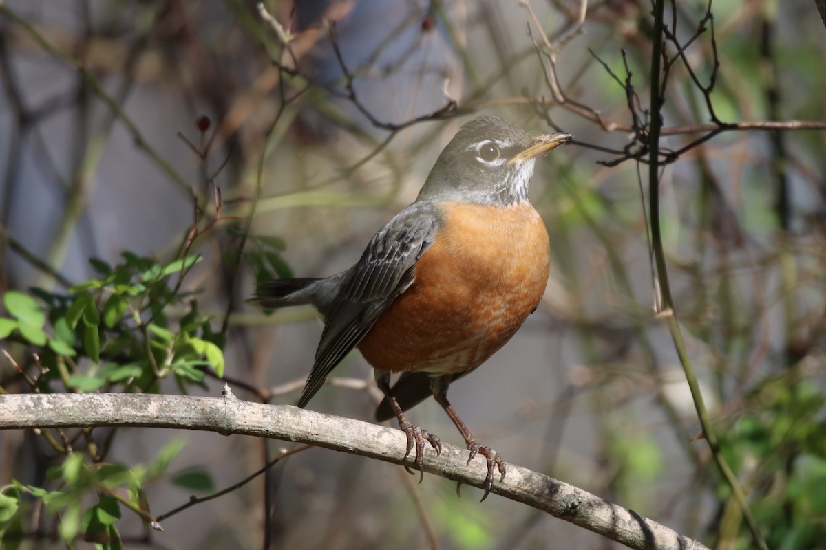 American Robin - ML424759321