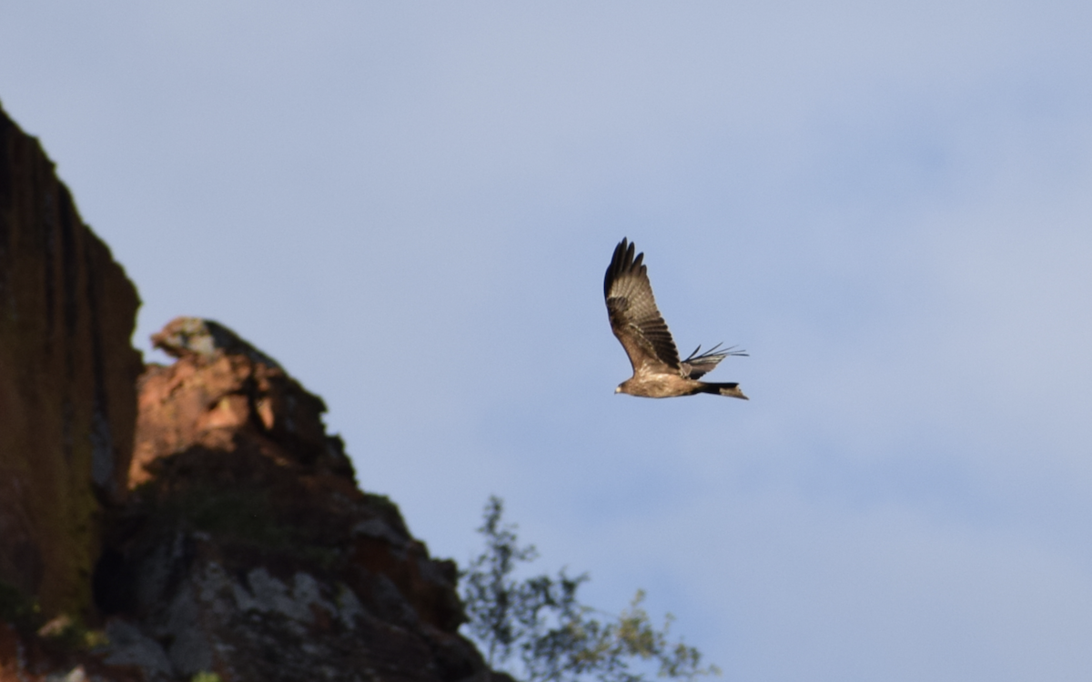 Black Kite (Yellow-billed) - ML424759541